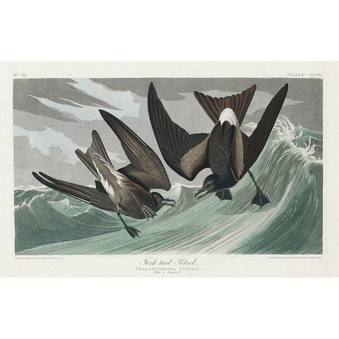 Fork-tailed Petrel White Modern Wood Framed Art Print by Audubon, John James