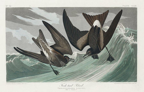 Fork-tailed Petrel White Modern Wood Framed Art Print with Double Matting by Audubon, John James