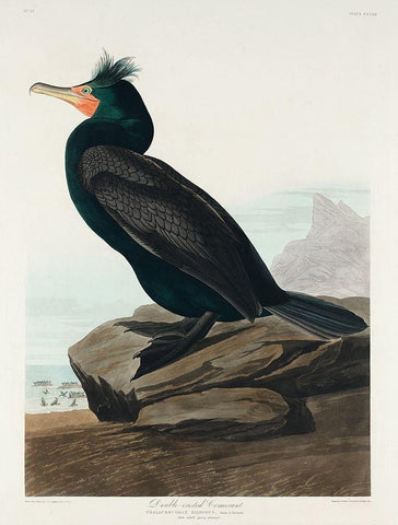 Double-crested Cormorant Black Ornate Wood Framed Art Print with Double Matting by Audubon, John James