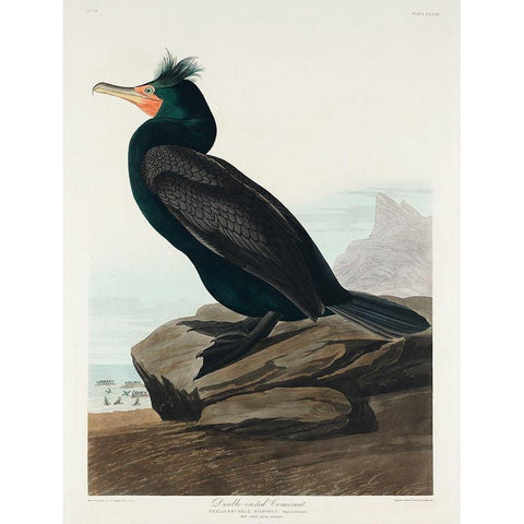 Double-crested Cormorant Black Modern Wood Framed Art Print with Double Matting by Audubon, John James