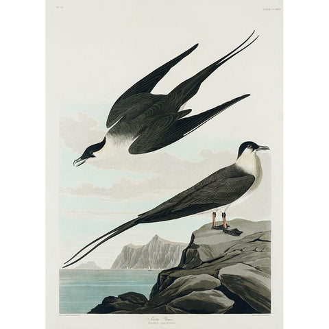 Arctic Yager White Modern Wood Framed Art Print by Audubon, John James