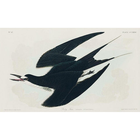 Sooty Tern White Modern Wood Framed Art Print by Audubon, John James