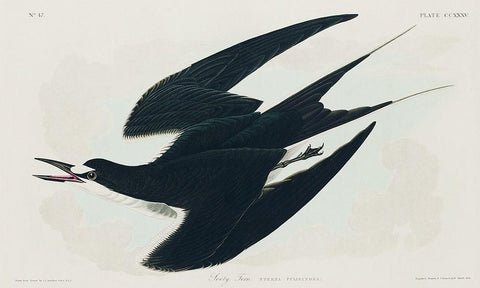 Sooty Tern Black Ornate Wood Framed Art Print with Double Matting by Audubon, John James
