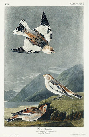 Snow Bunting White Modern Wood Framed Art Print with Double Matting by Audubon, John James