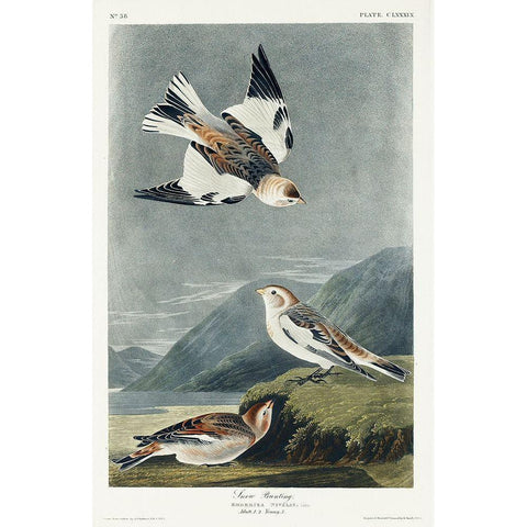 Snow Bunting White Modern Wood Framed Art Print by Audubon, John James