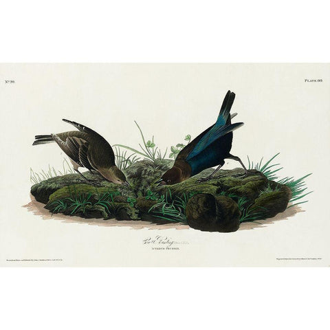 Cow-pen Bird Black Modern Wood Framed Art Print with Double Matting by Audubon, John James