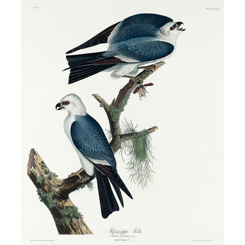 Mississippi Kite Black Modern Wood Framed Art Print with Double Matting by Audubon, John James