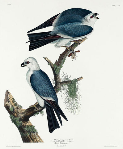 Mississippi Kite Black Ornate Wood Framed Art Print with Double Matting by Audubon, John James