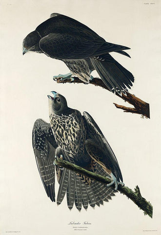 Labrador Falcon White Modern Wood Framed Art Print with Double Matting by Audubon, John James