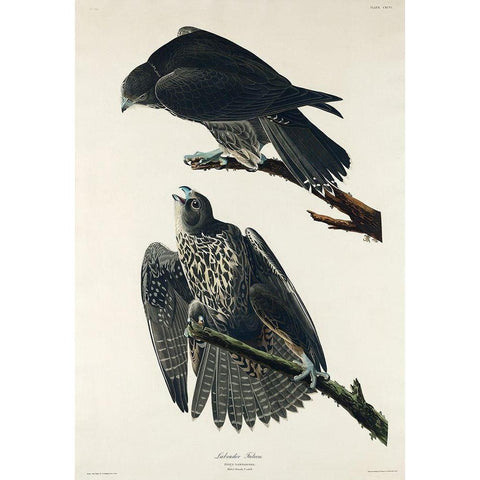 Labrador Falcon Black Modern Wood Framed Art Print by Audubon, John James