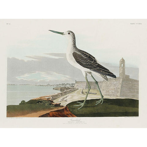 Greenshank White Modern Wood Framed Art Print by Audubon, John James