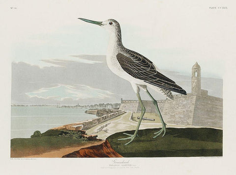 Greenshank White Modern Wood Framed Art Print with Double Matting by Audubon, John James