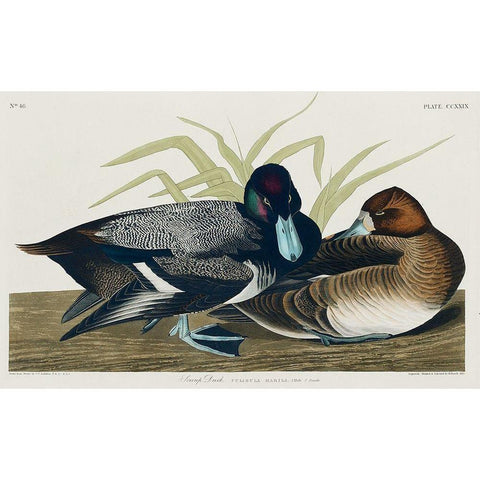 Scaup Duck Gold Ornate Wood Framed Art Print with Double Matting by Audubon, John James