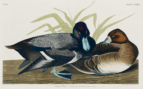 Scaup Duck Black Ornate Wood Framed Art Print with Double Matting by Audubon, John James