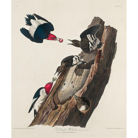 Red-headed Woodpecker Gold Ornate Wood Framed Art Print with Double Matting by Audubon, John James