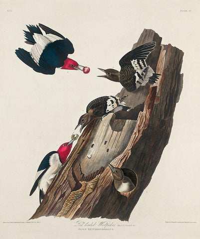 Red-headed Woodpecker Black Ornate Wood Framed Art Print with Double Matting by Audubon, John James