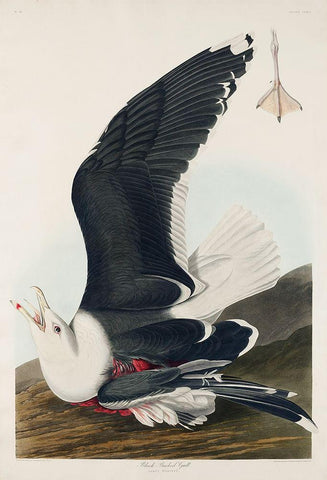 Black Backed GullÂ  White Modern Wood Framed Art Print with Double Matting by Audubon, John James