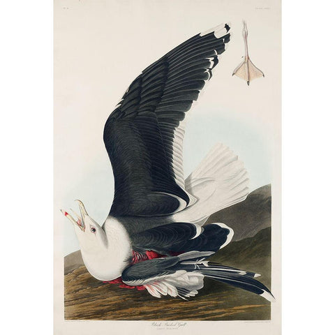 Black Backed GullÂ  White Modern Wood Framed Art Print by Audubon, John James