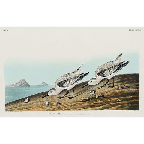 Sanderling Black Modern Wood Framed Art Print with Double Matting by Audubon, John James