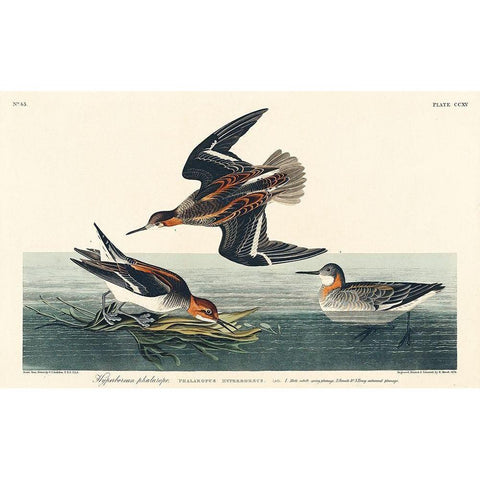 Hyperborean phalarope Black Modern Wood Framed Art Print with Double Matting by Audubon, John James