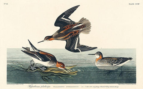 Hyperborean phalarope Black Ornate Wood Framed Art Print with Double Matting by Audubon, John James