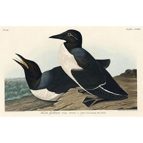 Foolish Guillemot Gold Ornate Wood Framed Art Print with Double Matting by Audubon, John James