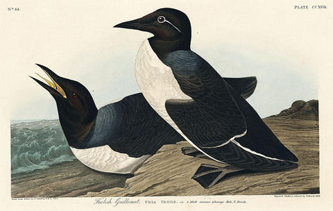 Foolish Guillemot White Modern Wood Framed Art Print with Double Matting by Audubon, John James