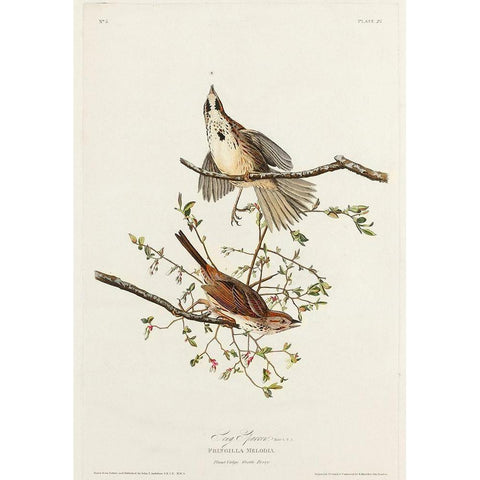 Song Sparrow Gold Ornate Wood Framed Art Print with Double Matting by Audubon, John James