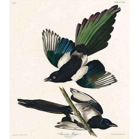 American Magpie Black Modern Wood Framed Art Print with Double Matting by Audubon, John James