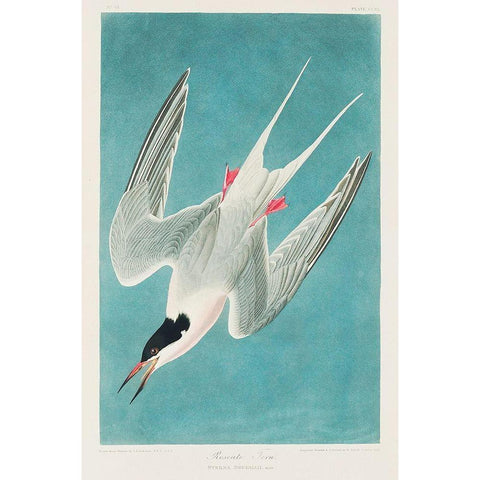 Roseate Tern White Modern Wood Framed Art Print by Audubon, John James