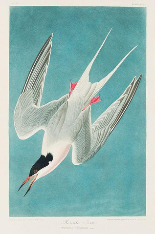 Roseate Tern Black Ornate Wood Framed Art Print with Double Matting by Audubon, John James