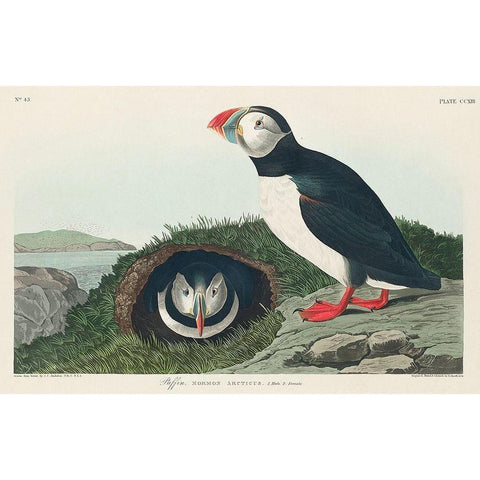 Puffin Black Modern Wood Framed Art Print with Double Matting by Audubon, John James