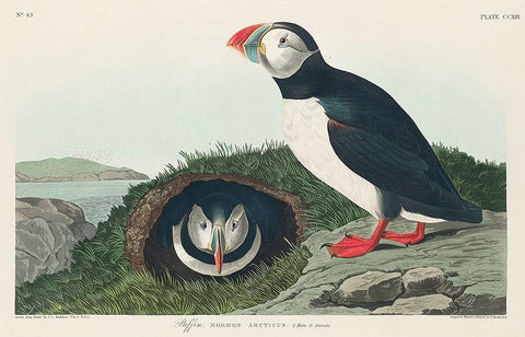 Puffin White Modern Wood Framed Art Print with Double Matting by Audubon, John James