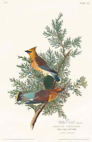 Cedar Bird White Modern Wood Framed Art Print with Double Matting by Audubon, John James