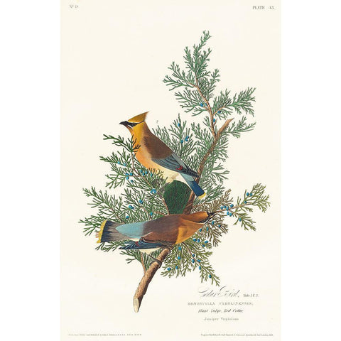 Cedar Bird Black Modern Wood Framed Art Print with Double Matting by Audubon, John James