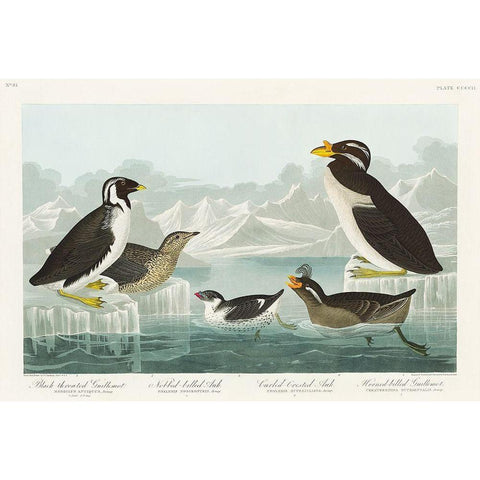 Black-throated Guillemot, Nobbed-billed Auk, Curled-crested Auk and Horned-billed Guillemot White Modern Wood Framed Art Print by Audubon, John James