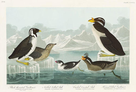 Black-throated Guillemot, Nobbed-billed Auk, Curled-crested Auk and Horned-billed Guillemot Black Ornate Wood Framed Art Print with Double Matting by Audubon, John James