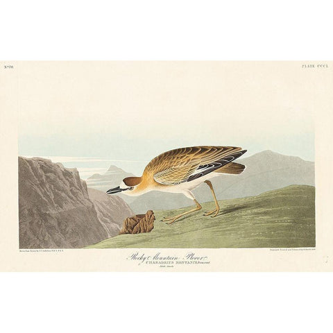 Rocky Mountain Plover White Modern Wood Framed Art Print by Audubon, John James