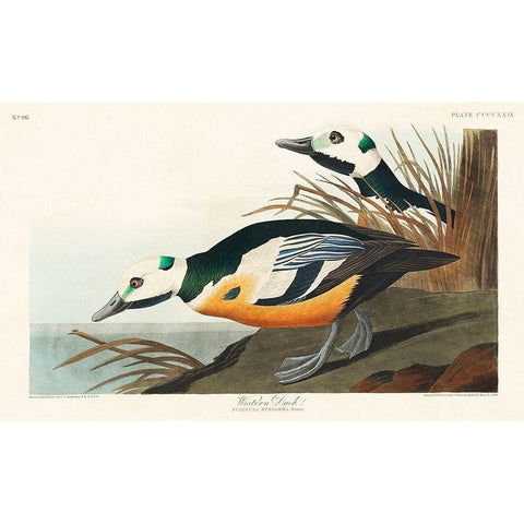 Western Duck White Modern Wood Framed Art Print by Audubon, John James