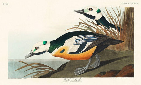 Western Duck White Modern Wood Framed Art Print with Double Matting by Audubon, John James