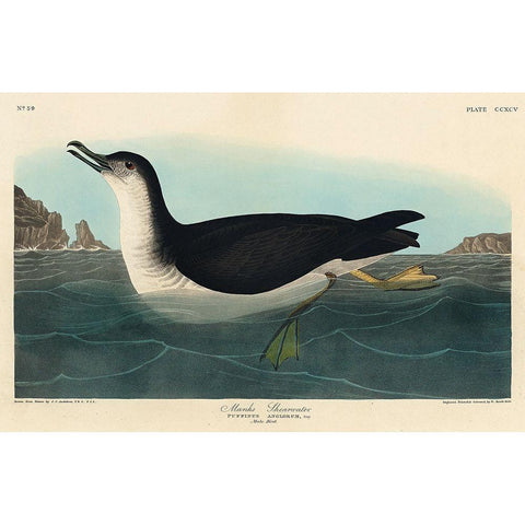 Manks Shearwater White Modern Wood Framed Art Print by Audubon, John James