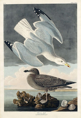 Herring Gull Black Ornate Wood Framed Art Print with Double Matting by Audubon, John James