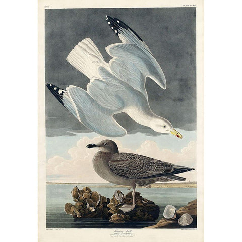 Herring Gull Gold Ornate Wood Framed Art Print with Double Matting by Audubon, John James