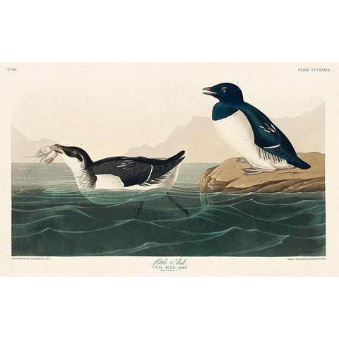 Little Auk Gold Ornate Wood Framed Art Print with Double Matting by Audubon, John James