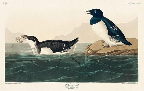 Little Auk White Modern Wood Framed Art Print with Double Matting by Audubon, John James