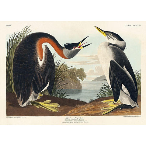 Red-necked Grebe Gold Ornate Wood Framed Art Print with Double Matting by Audubon, John James