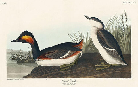 Eared Grebe Black Ornate Wood Framed Art Print with Double Matting by Audubon, John James