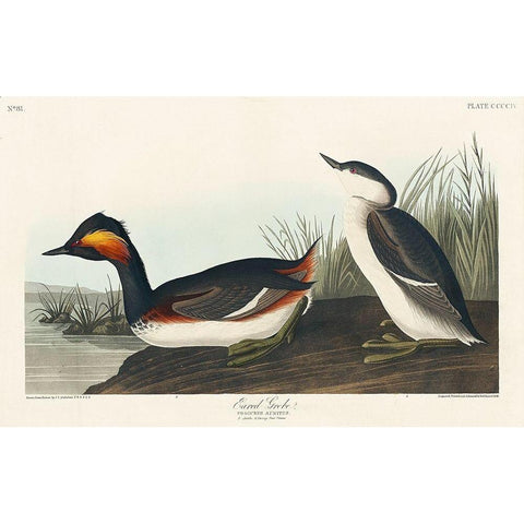 Eared Grebe White Modern Wood Framed Art Print by Audubon, John James