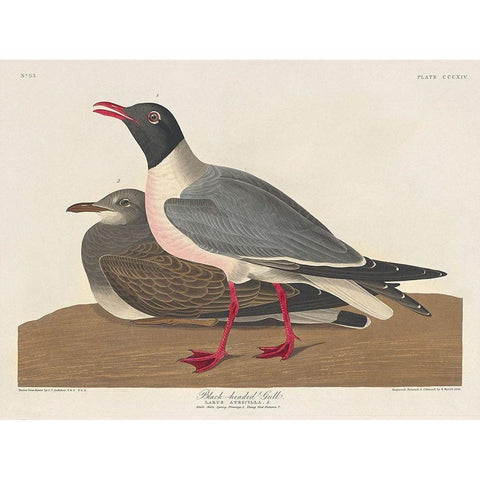 Black-headed Gull Gold Ornate Wood Framed Art Print with Double Matting by Audubon, John James