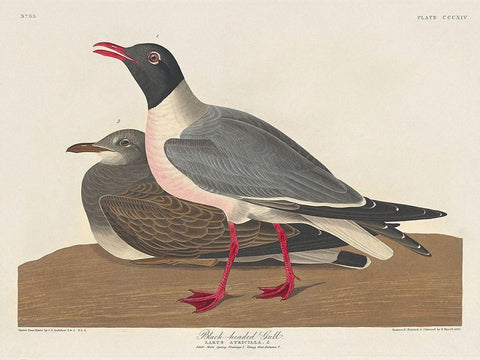 Black-headed Gull Black Ornate Wood Framed Art Print with Double Matting by Audubon, John James